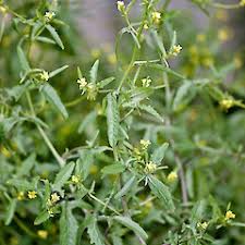 Image result for Sisymbrium burchellii