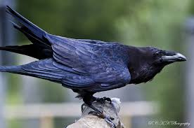 Birds That Start With R The Common Raven Is Considered To Be An Intelligent Bird Of Prey And Has Been A Favorite Object Of Myth And Poetry Description Raven Bird Raven Feather Raven