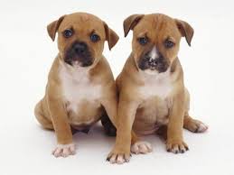 This dog is brave, loving with children, and obedient. Two Red Staffordshire Bull Terrier Puppies 6 Weeks Old Sitting Together Photographic Print Jane Burton Art Com