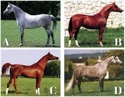 This post is also available in: Arabian Horse World Ahwmagazine Twitter