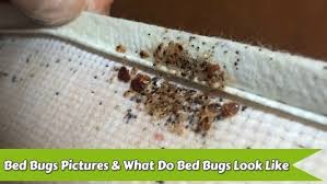 Bed bug heat treatment diy. After Bed Bug Treatment What Happens After Using Pesticides Or Heat