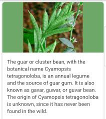 Image result for Cyamopsis