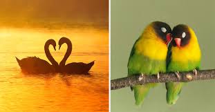 Image result for love images