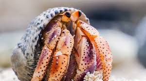 Submit a picture or pictures of your hermit crabs to be posted on this page. Hermit Crabs Line Up To Swap Shells Life Story Bbc Earth Kids Youtube