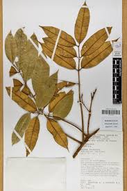 Image result for Malouetia mildbraedii