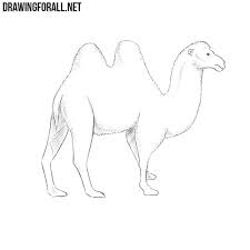 It does not hold water! How To Draw A Camel