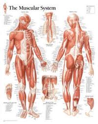 Human kinetics print books are now distributed by booktopia publisher services throughout australia/nz, delivered to you connective tissue is intimately related to muscle tissue in that it provides structural support and serves as points of attachment to the respective bones. Muscle Posters Prints Paintings Wall Art Allposters Com