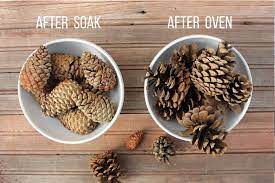 How To Clean Pine Cones For Crafts Step-By-Step (Bye Bugs!)