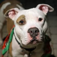 Последние твиты от max scherzer (@max_scherzer). Max And Erica Scherzer Cover Adoption Fees At Humane Rescue Alliance