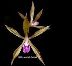 Image result for Nervilia petraea