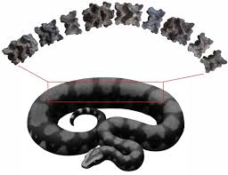 सच में होते थे वासुकी नाग, गुजरात में वैज्ञानिकों को मिले शरीर के अंश, आकार जानकर उड़ जाएंगे होश | Vasuki Indicus snake really existed, scientists found body parts in Gujarat's ...