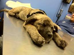We did not find results for: Dutch Shepherd Lab Mix Shefalitayal