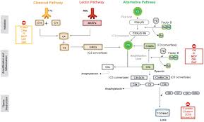 Image result for Complement Pathway