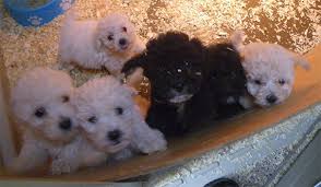 Bolognese breeders call this the bolo dance. 2 5m Puppy Dealing Gang Sentenced Pet Trade News Events From Pet Business World Uk