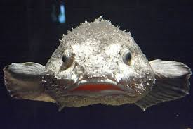 Een blobvis wordt ongeveer 30 centimeter en leeft op een diepte van 600 tot 1200 meter. World S Ugliest Creature Goes On Display At Aquarium Practical Fishkeeping