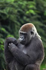 South African Rainforest Animals Rainforest Environment Rainforest Animals Animals African Rainforest