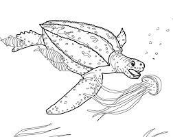 Carnivore average lifespan in the wild: Leatherback Sea Turtle Coloring Page Free Printable Coloring Pages For Kids