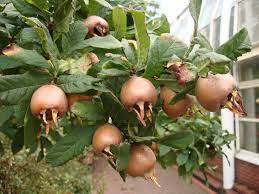 Medlar trees are a rare and unknown fruit. Medlar Mespilus Germanica Hardy Fruit Trees For Orchards Carya Nursery
