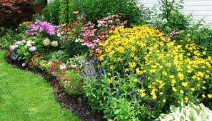 These perennial plants draw hummingbirds and butterflies and bloom during july and august. Perennials Sky Nursery
