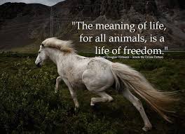 The Meaning Of Life For All Animals Is A Life Of Freedom A D Williams Animals Horses Wild Horses Quotes