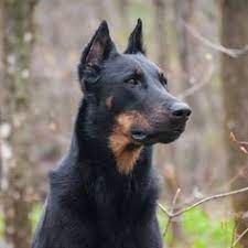 41 Bestio Ideas In 2021 Dogs Dog Breeds Big Dogs