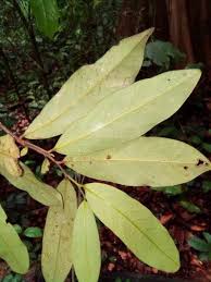 Image result for Annickia