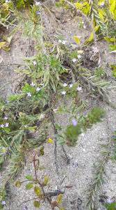 Image result for Hypertelis umbellata