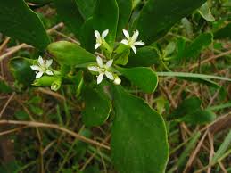 Image result for Lumnitzera racemosa