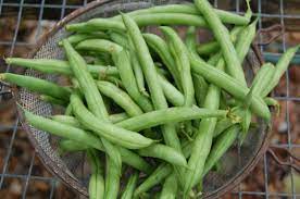 We did not find results for: Green Beans Sweetwater Organic Farm