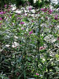 Image result for Vernonia zanzibarensis