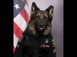 Maybe you would like to learn more about one of these? Florida Police Dog Wears Handler S Uniform On Picture Day Mlive Com