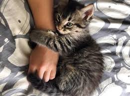 Bilge Kurtulus Adli Kullanicinin Cats Panosundaki Pin Sevimli Kediler Yavru Kediler Kedi