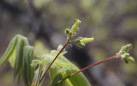 Image result for Commiphora fulvotomentosa