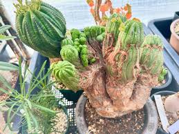 Image result for Trochomeria polymorpha