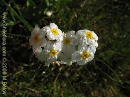 Image result for Boraginaceae