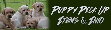 We did not find results for: Riorock Labrador Retrievers Pick Up Info Puppies Litters New England East Coast Colorado Lab Breeders New Hampshire Nh Ma