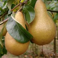 Pear Beurre Hardy Pear Tree In 2020 Fruit Trees Fruit Pear Trees