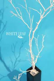 Decorative Trees Wedding Decoration Size Only 50 00 Tree Wedding Recycled Wedding Hand Pictures