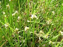 Image result for Isolepis