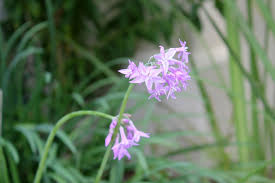 Image result for Fadogiella