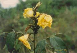 Image result for Aneulophus congoensis