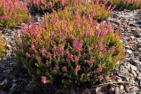Image result for Calluna vulgaris
