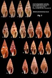 Image result for Diclis tenella