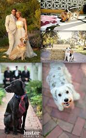 Dogs In Wedding Photos Love The Tie On The Lab Hopefully Max One Day And Daisy With A Bow Dog Wedding Wedding Pets Wedding Ceremony Traditions