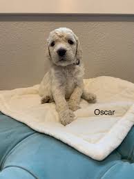 High to low nearest first. Oscar Male Goldendoodle Puppy From Julesburg Colorado Goldendoodle Goldendoodlepuppies Goldendoodlepuppy Pu Goldendoodle Puppy Funny Cat Gifts Puppies