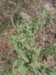 Image result for Mesosphaerum pectinatum