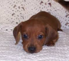 Dachshund Puppies For Sale Okc Petsidi