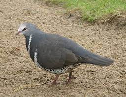 Woodpigeon Life Expectancy