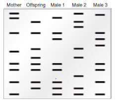 Primers designed to amplify different satellite dna regions were used and amplified alleles are shown in the results. Solved Here Are Traditional Dna Fingerprints Of Five People A Ch Chegg Com