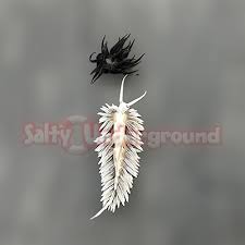 Image result for Bergia salaria